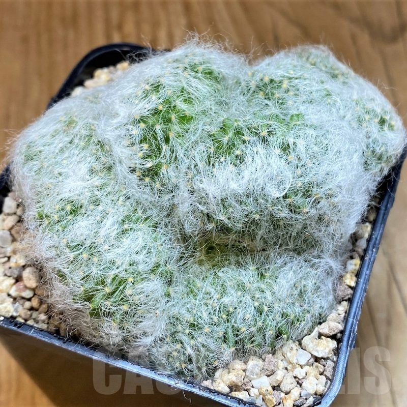 SH19352 Mammillaria baumii f. cristata
