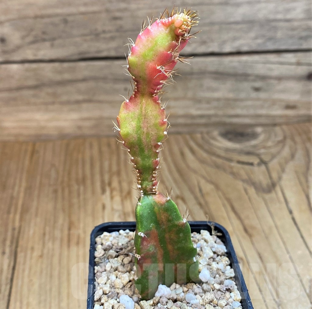 SH19303 Hylocalycium ‘Chimera variegata’