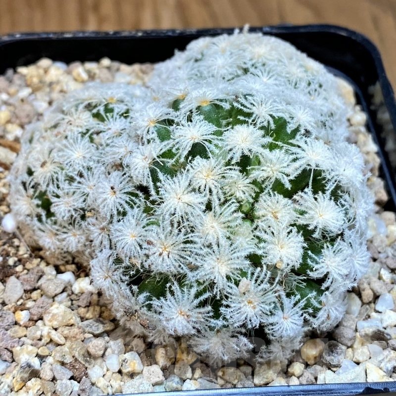 SH19353 Mammillaria plumosa 'Snow'