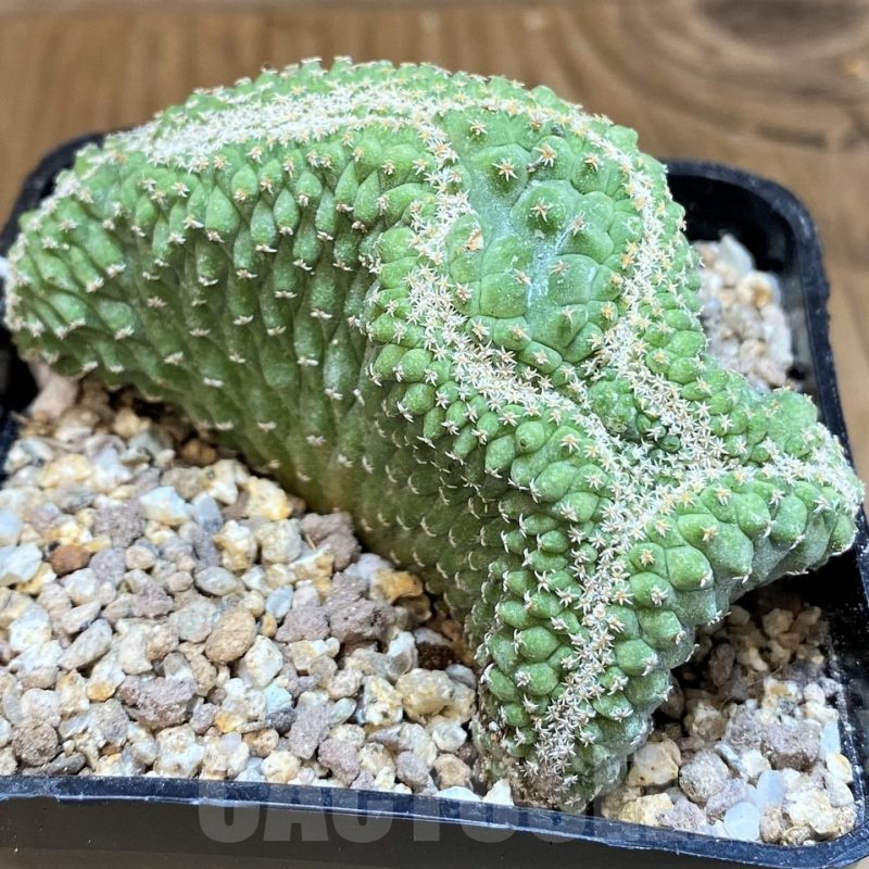 SH19354 Strombocactus disciformis f. cristata, own roots