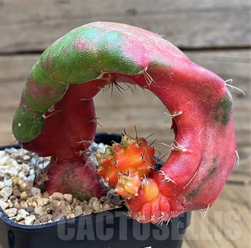 SH19304 Hylocalycium ‘Chimera variegata’