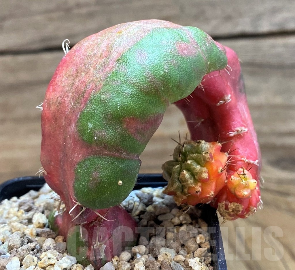 SH19304 Hylocalycium ‘Chimera variegata’ – Bild 2