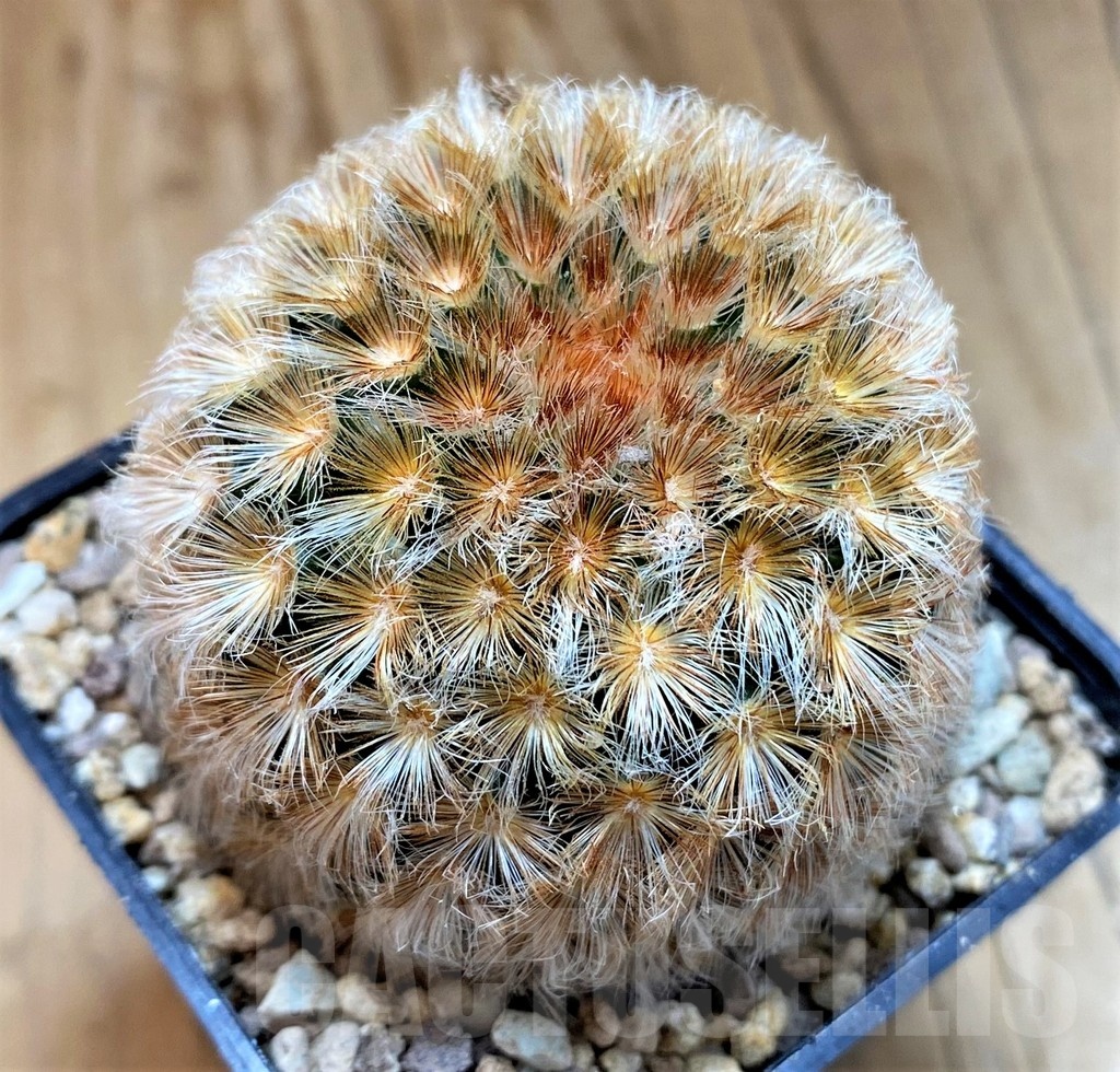 SH19299 Mammillaria carmenae hybrid
