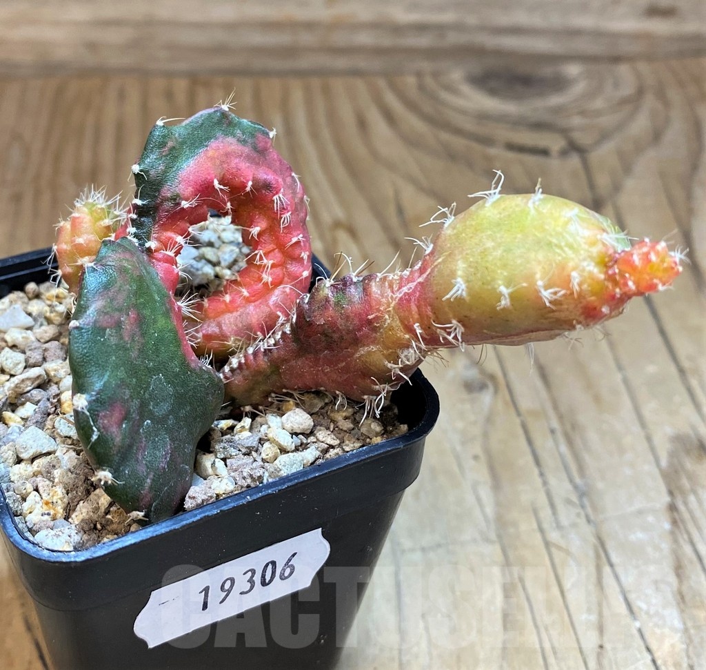 SH19306 Hylocalycium ‘Chimera variegata’