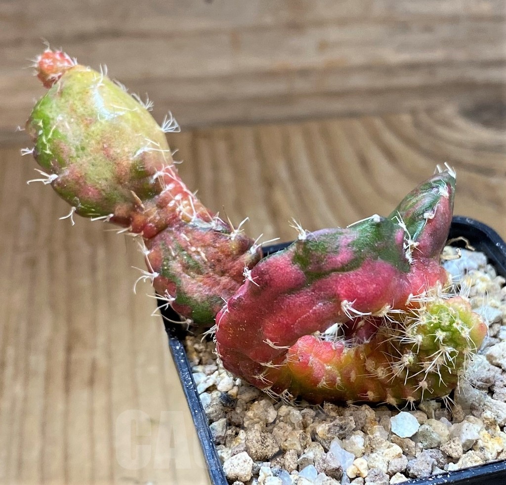 SH19306 Hylocalycium ‘Chimera variegata’ - immagine 3