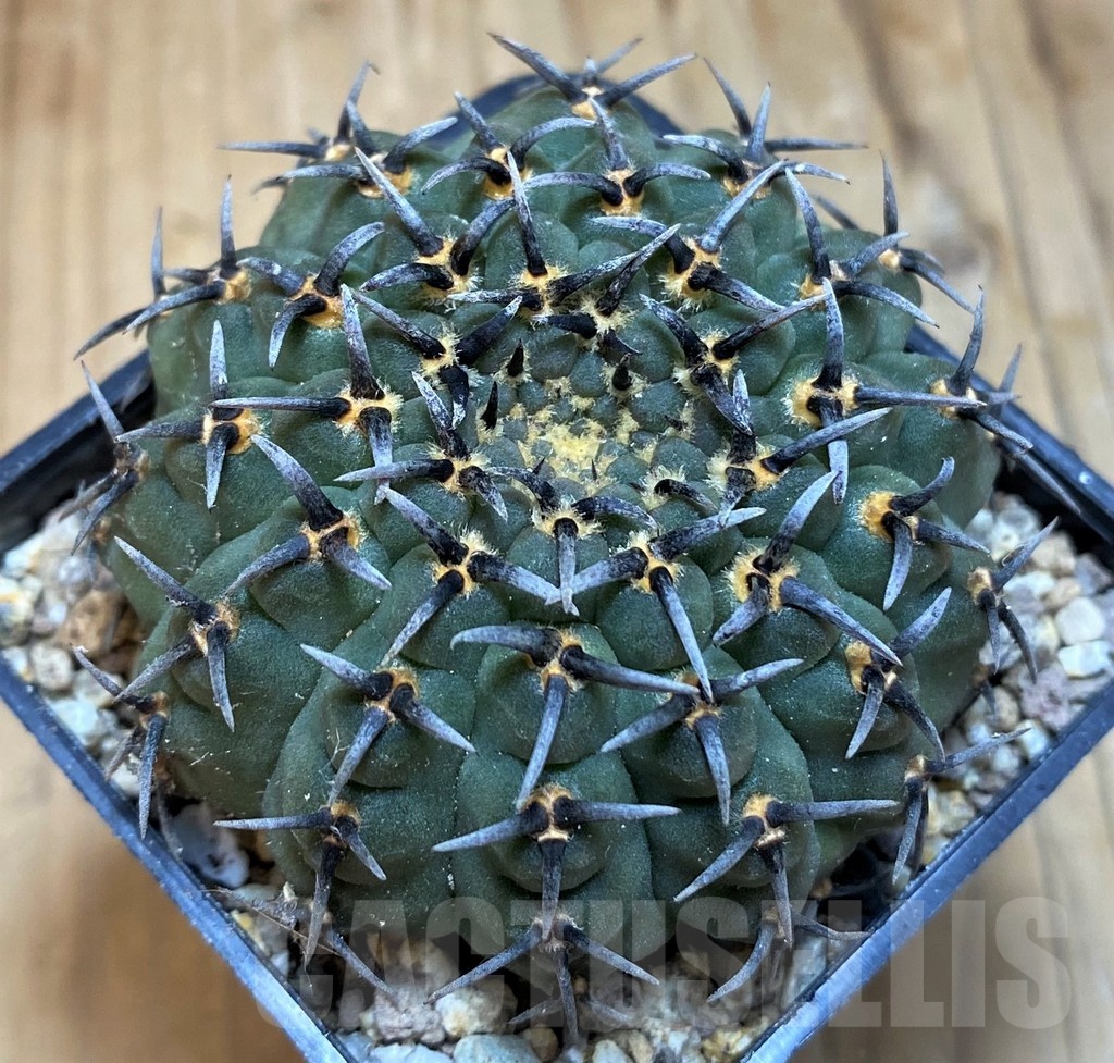 SH19307 Gymnocalycium bodenbenderianum 'Black Spine' -Japan-