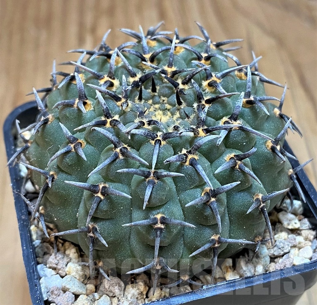 SH19307 Gymnocalycium bodenbenderianum 'Black Spine' -Japan- - Image 2