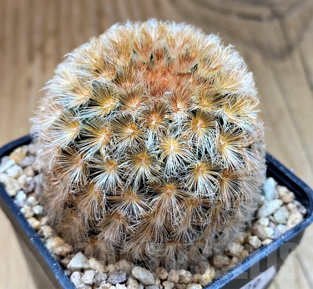 SH19299 Mammillaria carmenae hybrid - immagine 2