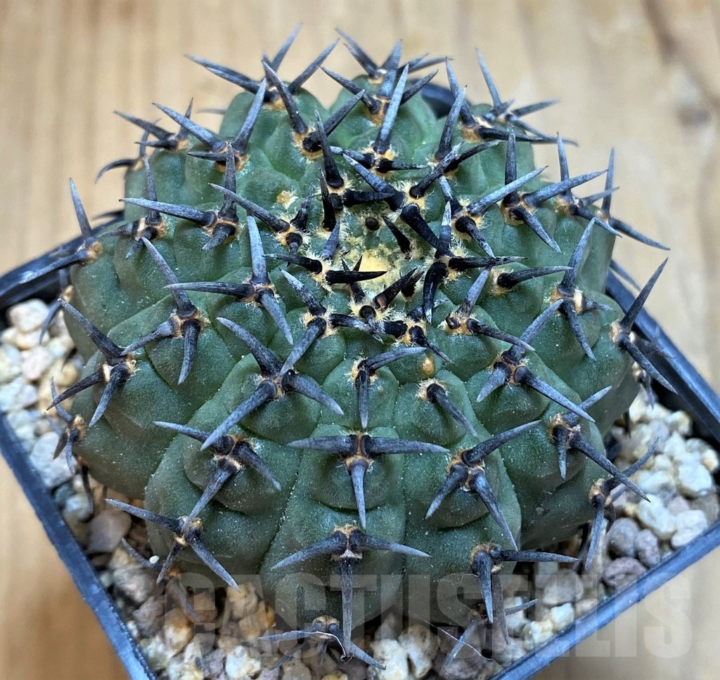 SH19309 Gymnocalycium bodenbenderianum 'Black Spine' -Japan-