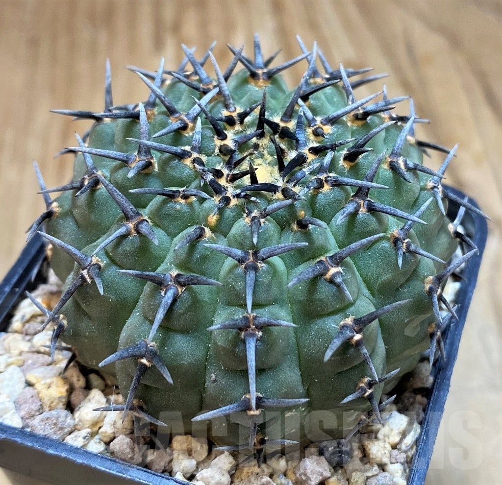 SH19309 Gymnocalycium bodenbenderianum 'Black Spine' -Japan- - Image 2