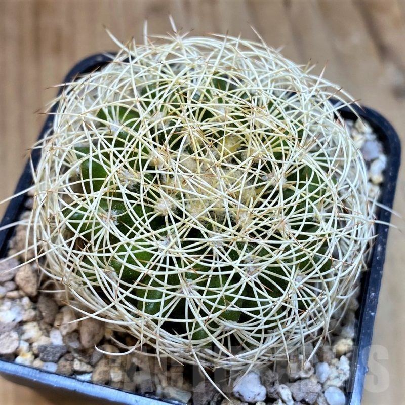 SH19310 Discocactus araneispinus