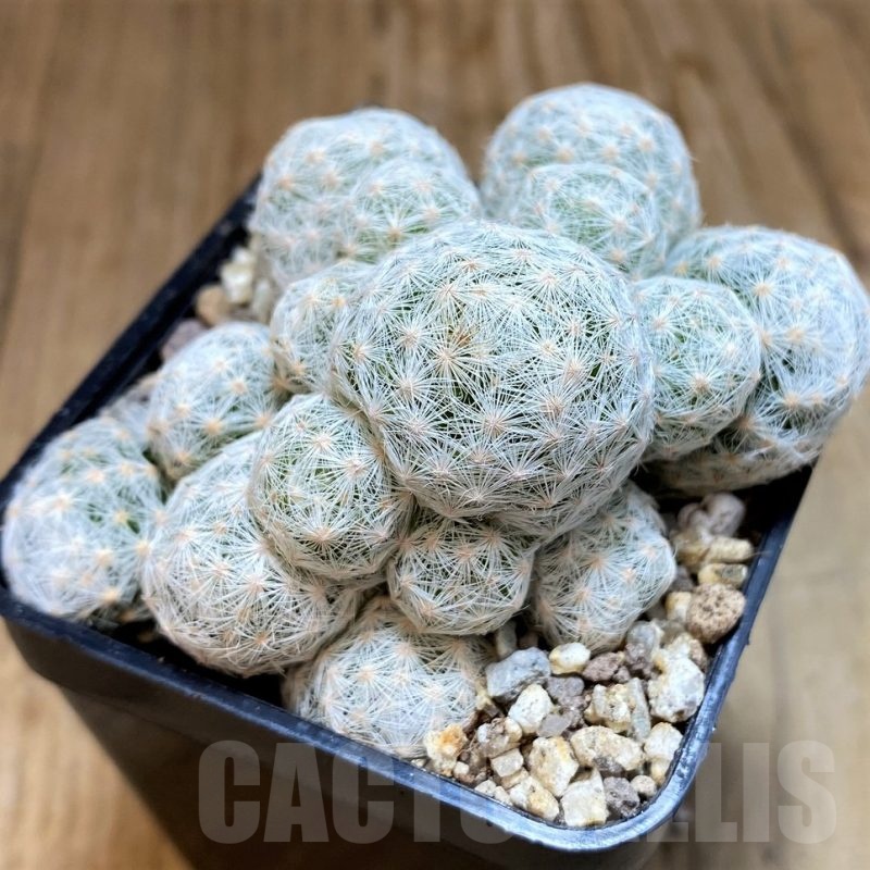 SH19312 Mammillaria humboldtii v. caespitosa