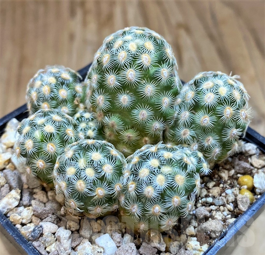 SH19317 Mammillaria saboae v. haudeana