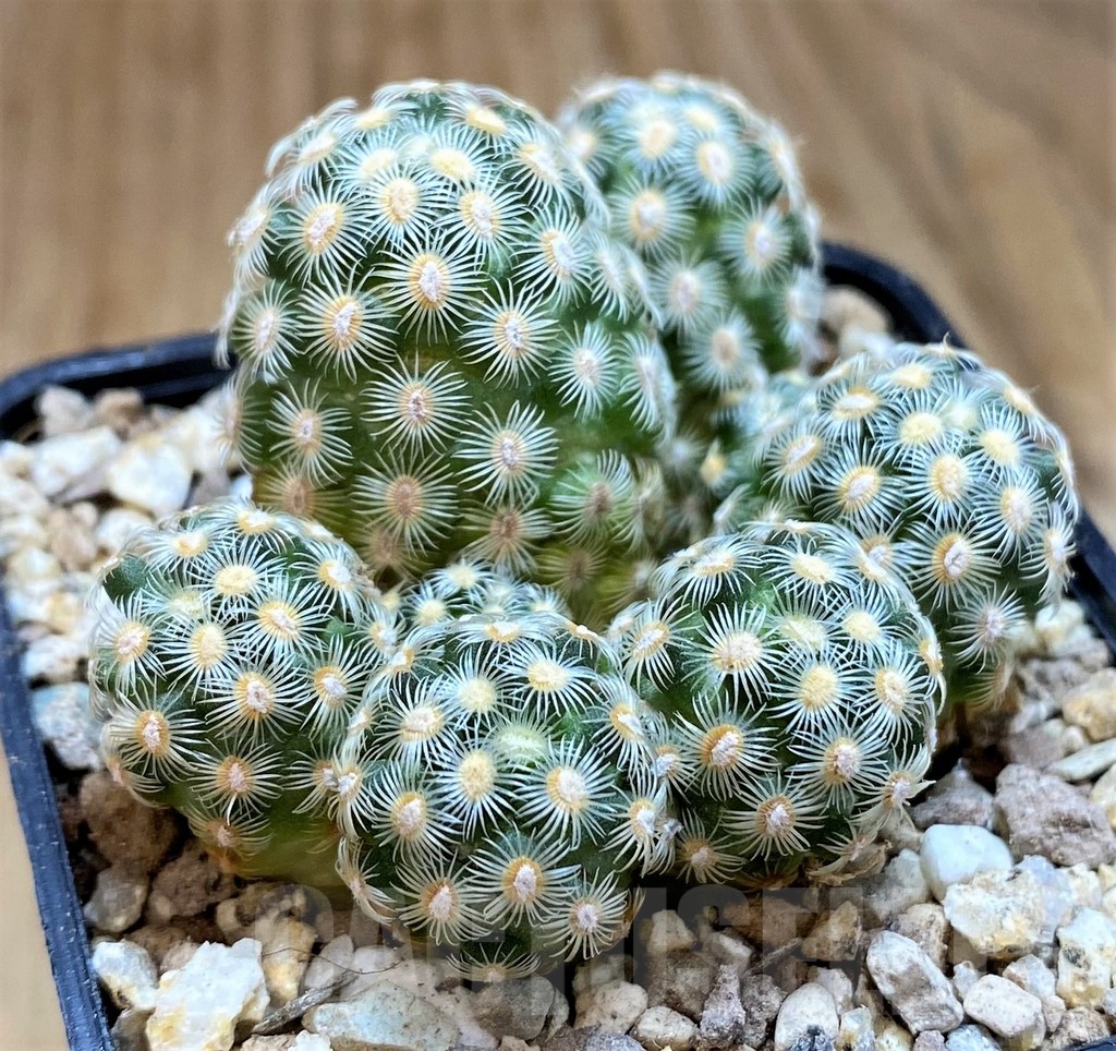 SH19317 Mammillaria saboae v. haudeana - Image 2