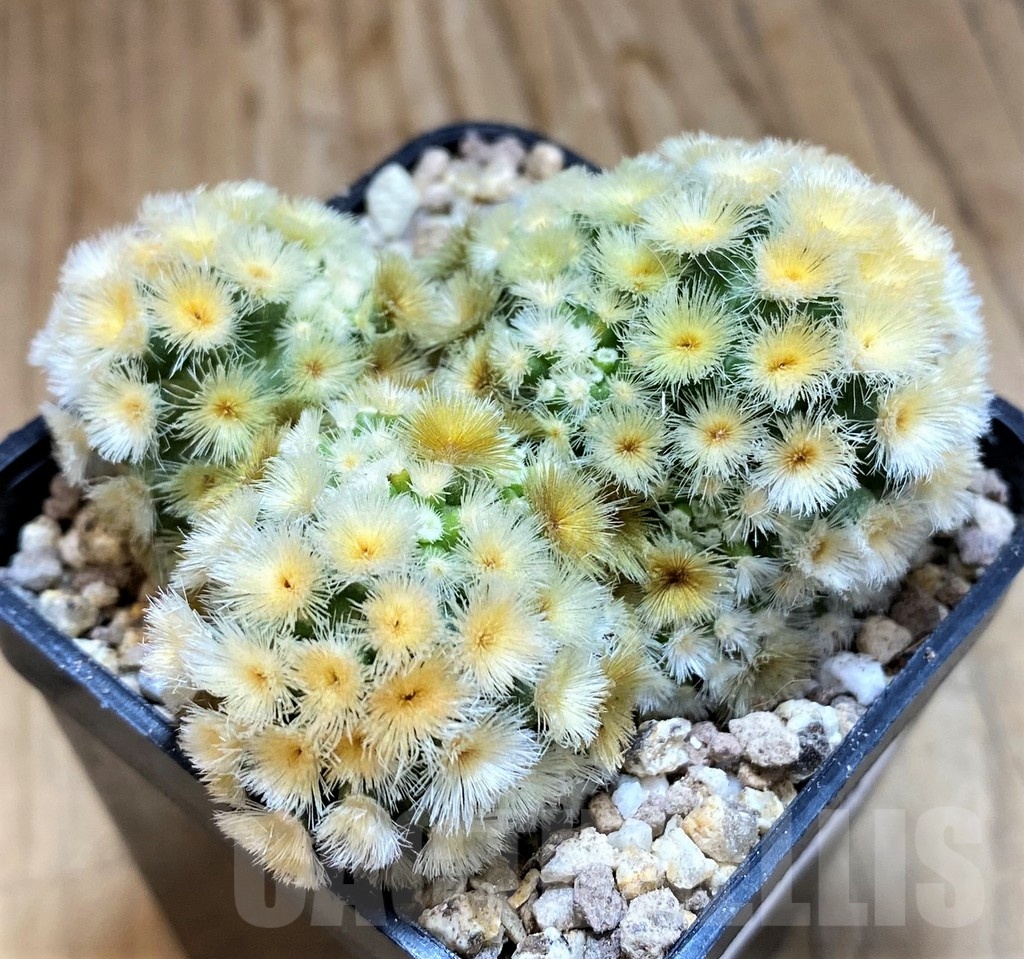 SH19318 Mammillaria carmenae 'Buddha' - Image 2