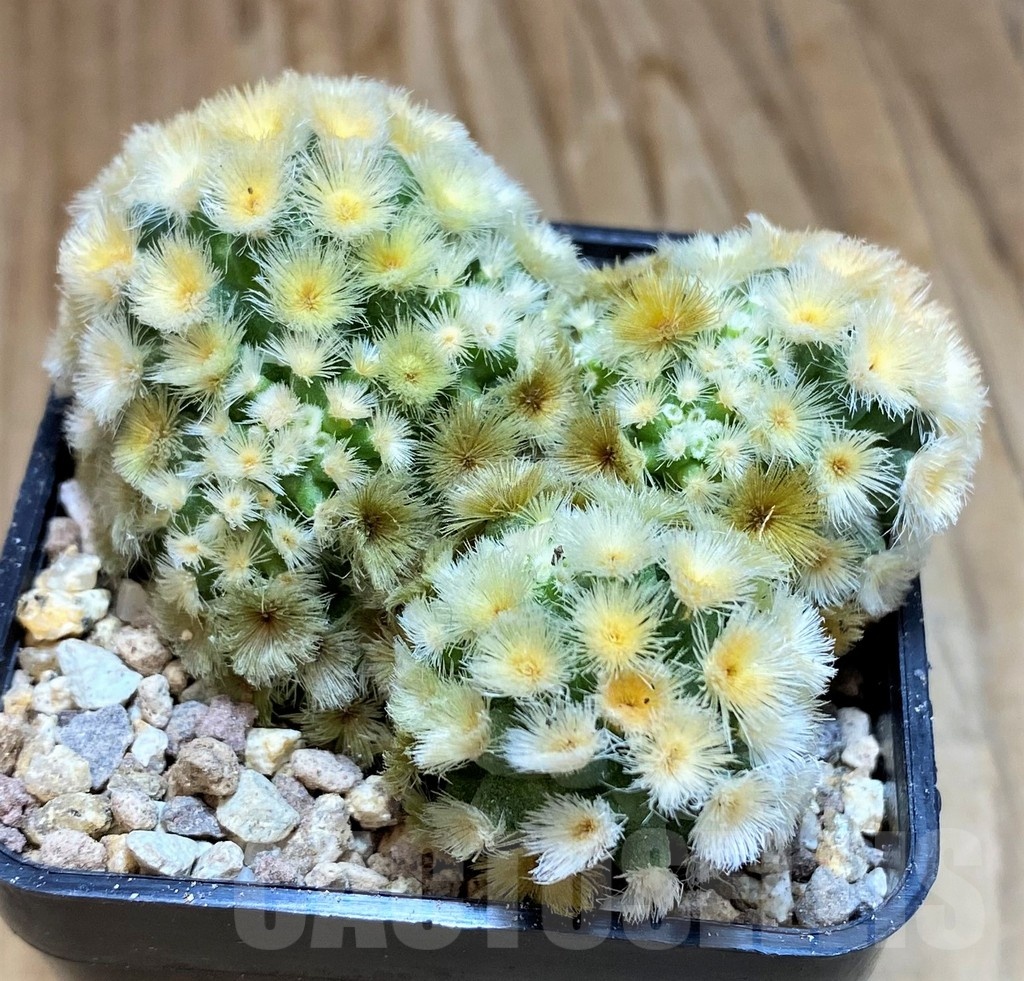 SH19318 Mammillaria carmenae 'Buddha'