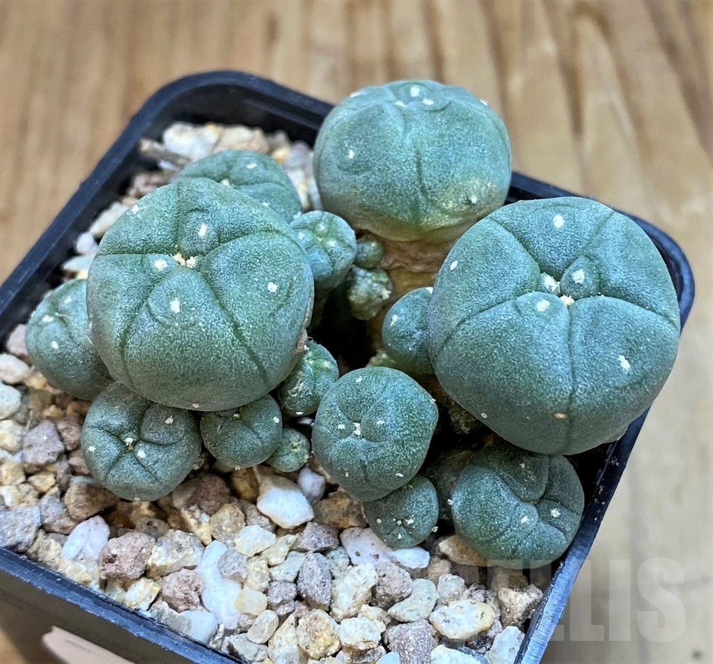 SH19320 Anhalonium f. caespitosa - Image 2