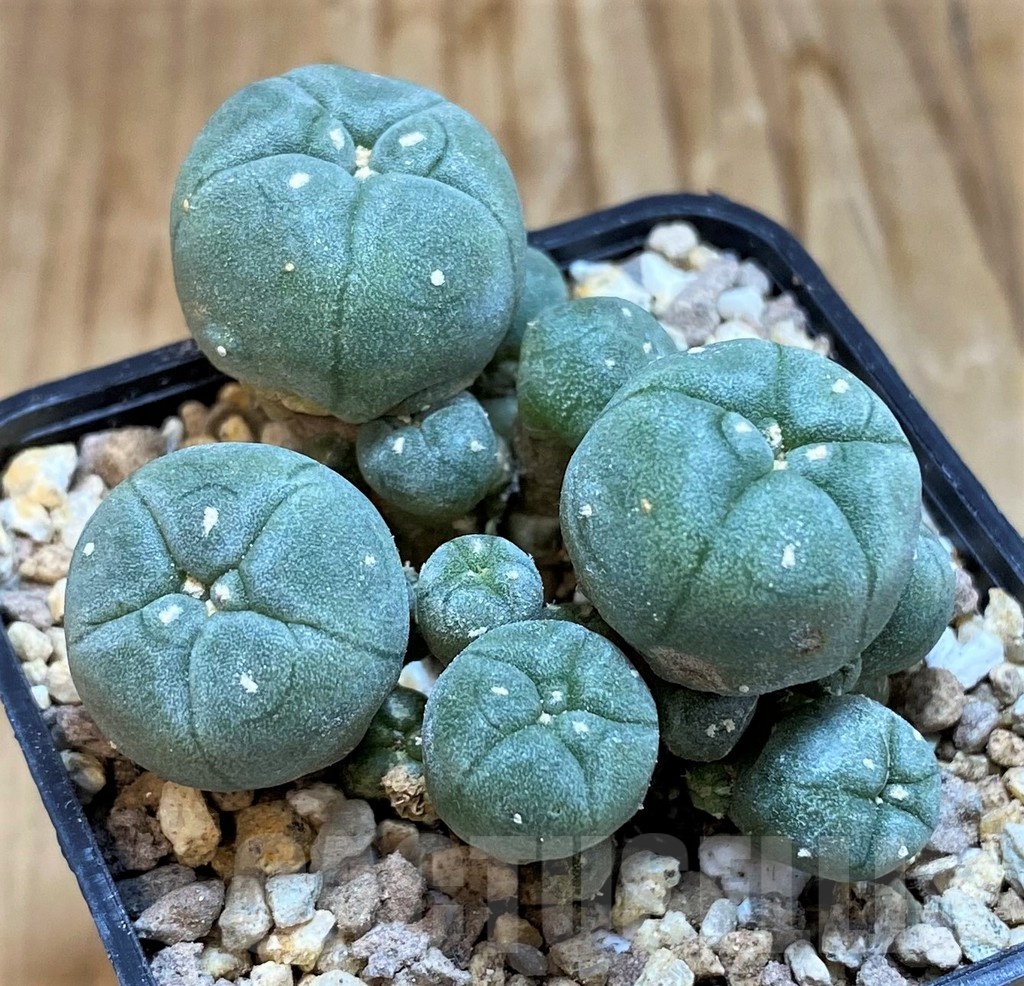 SH19320 Anhalonium f. caespitosa