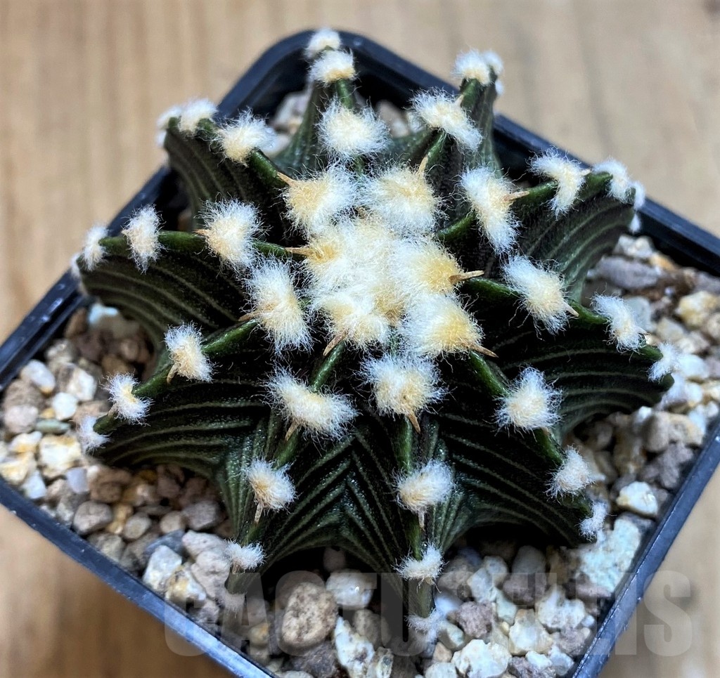 SH19322 Gymnocalycium friedrichii VOS1241