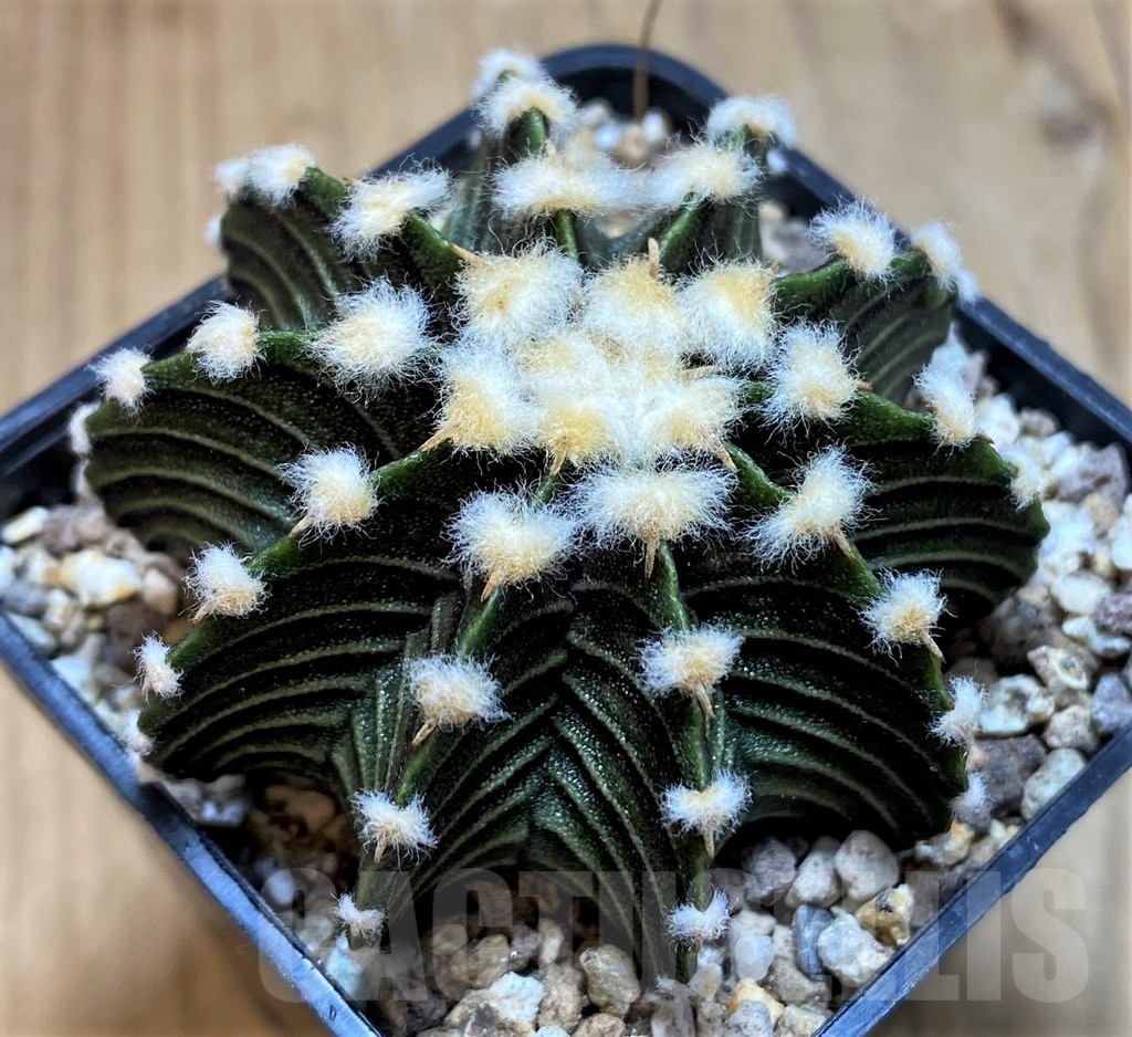 SH19322 Gymnocalycium friedrichii VOS1241 - Imagen 2