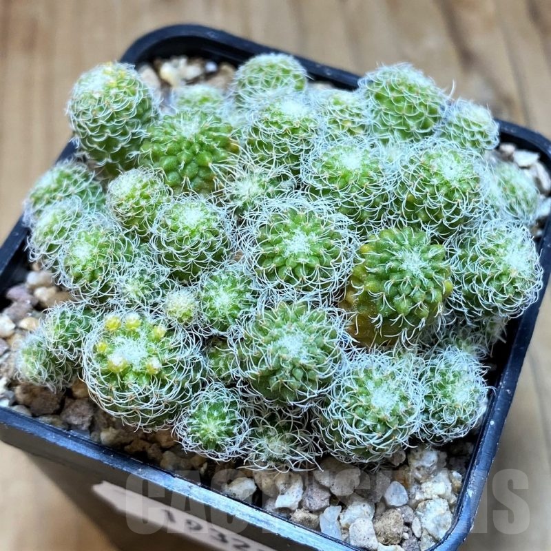 SH19323 Turbinicarpus horripilus f. monstrosa