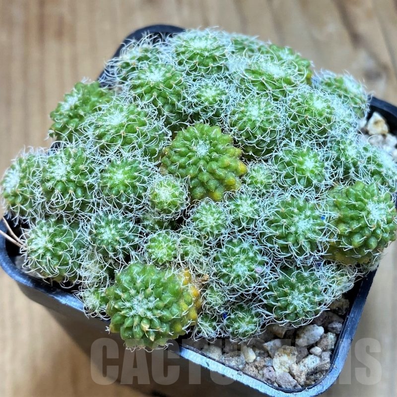 SH19324 Turbinicarpus horripilus f. monstrosa