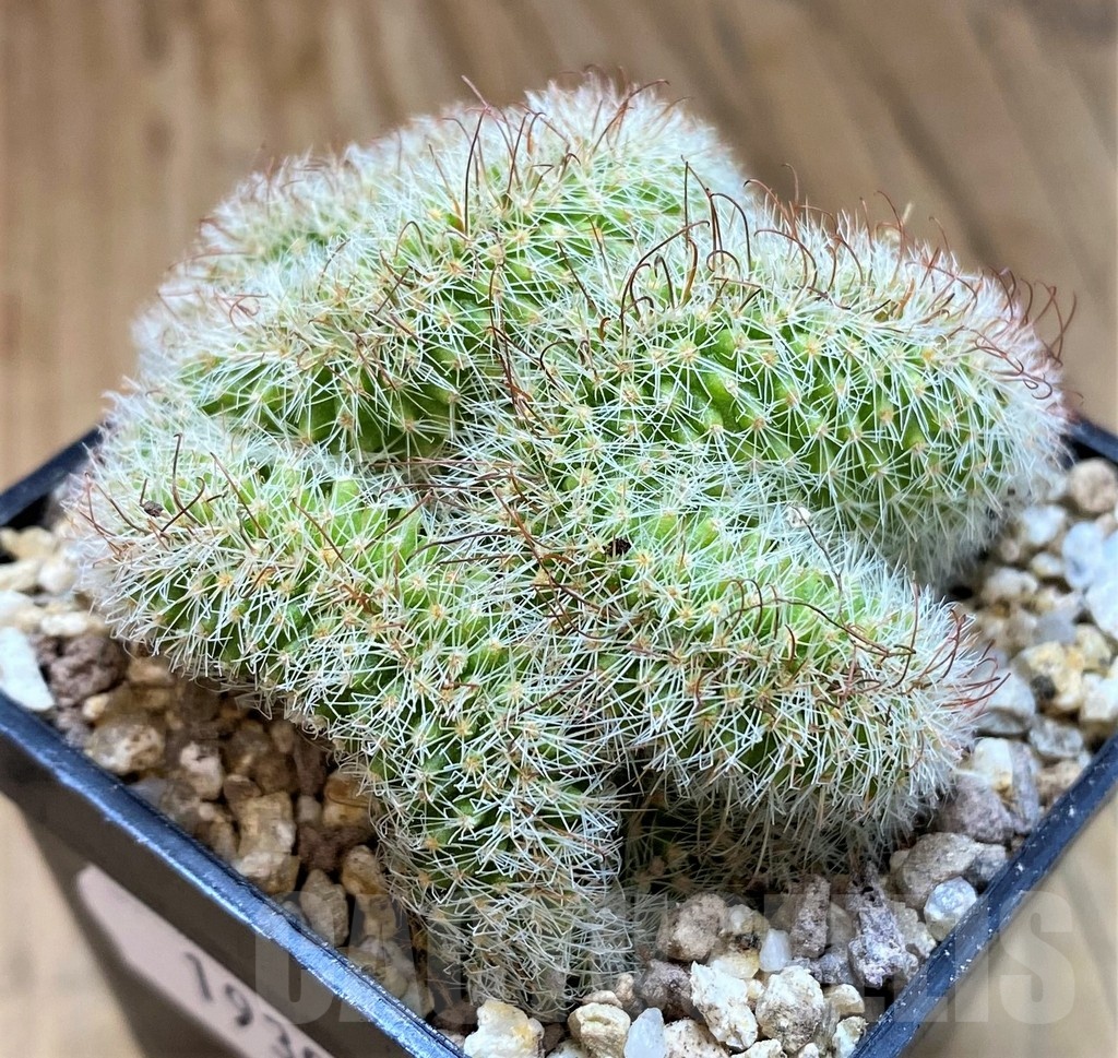 SH19301 Mammillaria spinosissima v. rubrispina f. cristata - immagine 2