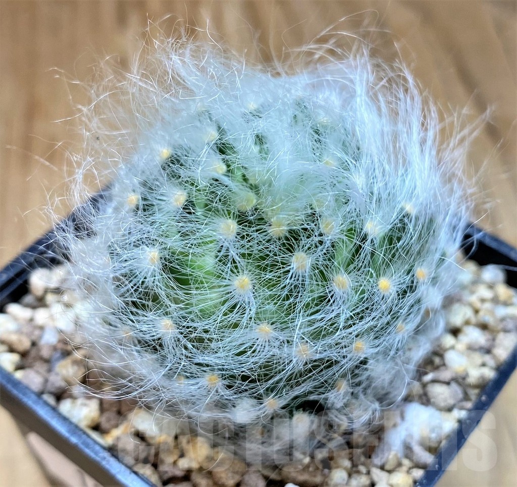 SH19326 Mammillaria guelzowiana LAU 640