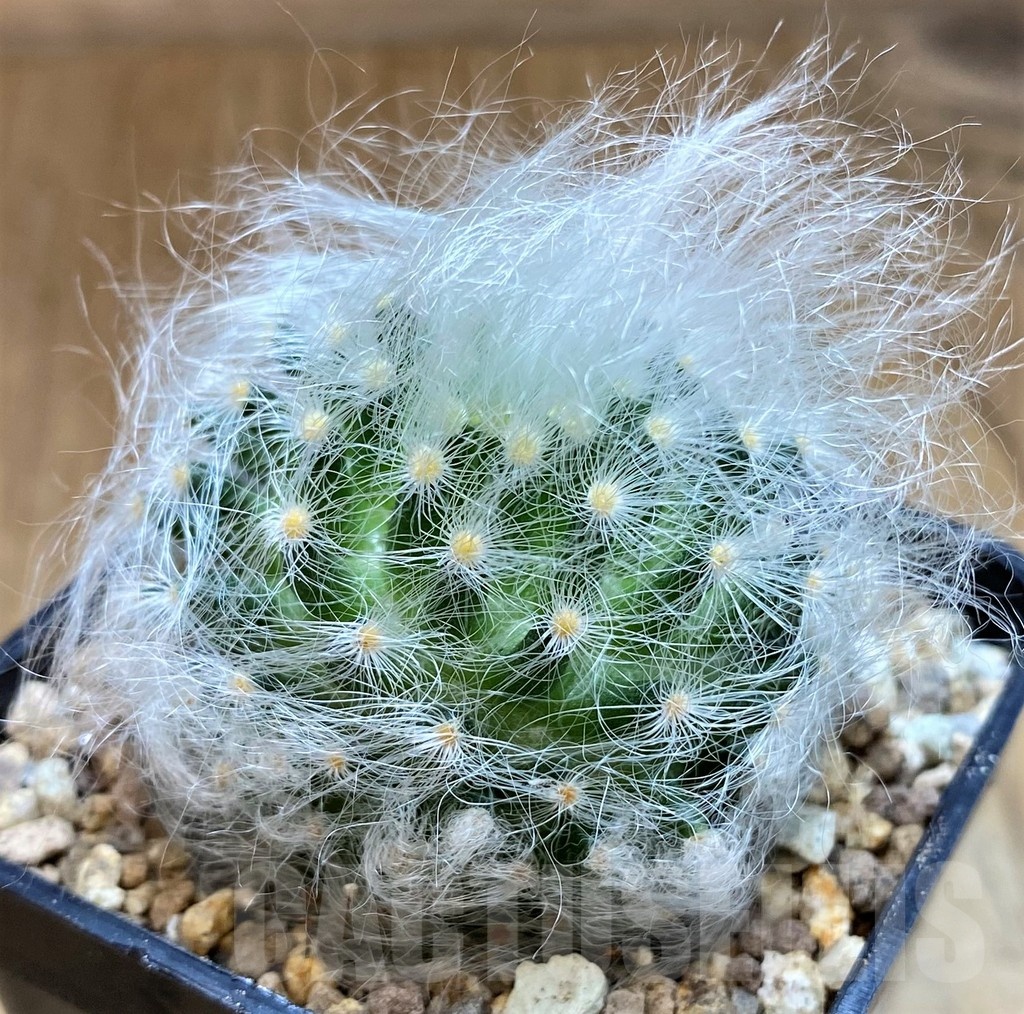 SH19326 Mammillaria guelzowiana LAU 640 - immagine 2
