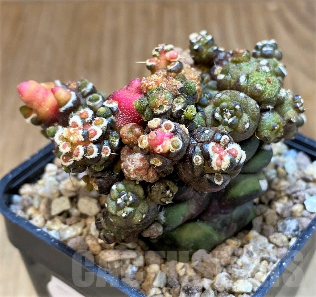 SH19327 Gymnocalycium mihanovichii ‘Transformer’