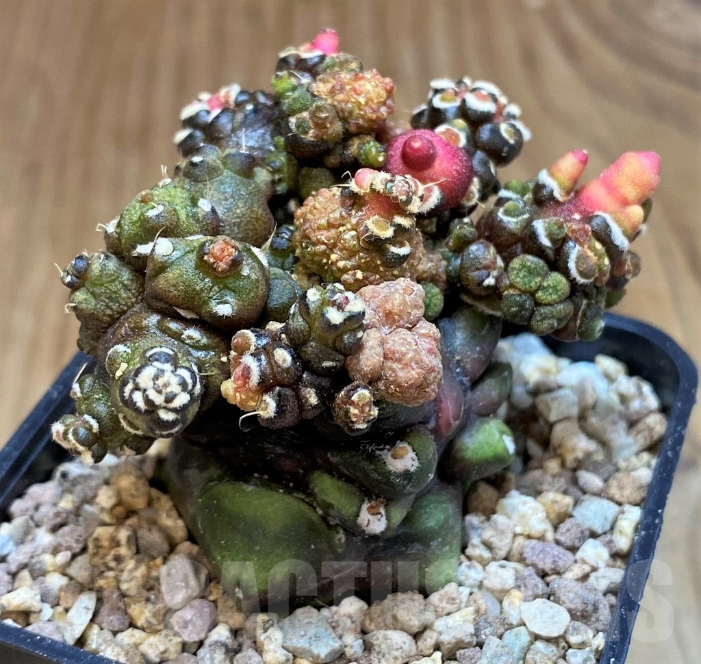 SH19327 Gymnocalycium mihanovichii ‘Transformer’ - Image 2