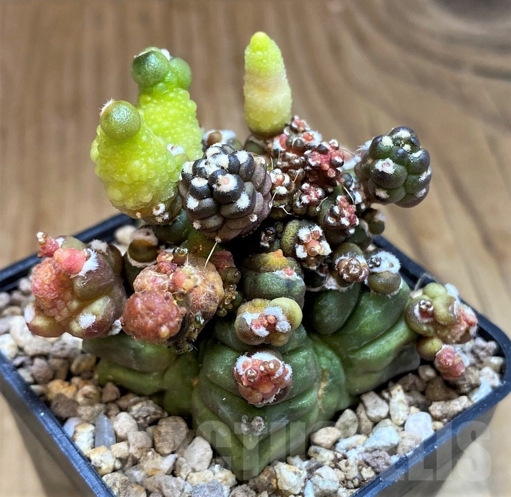 SH19328 Gymnocalycium mihanovichii ‘Transformer’ - Image 2