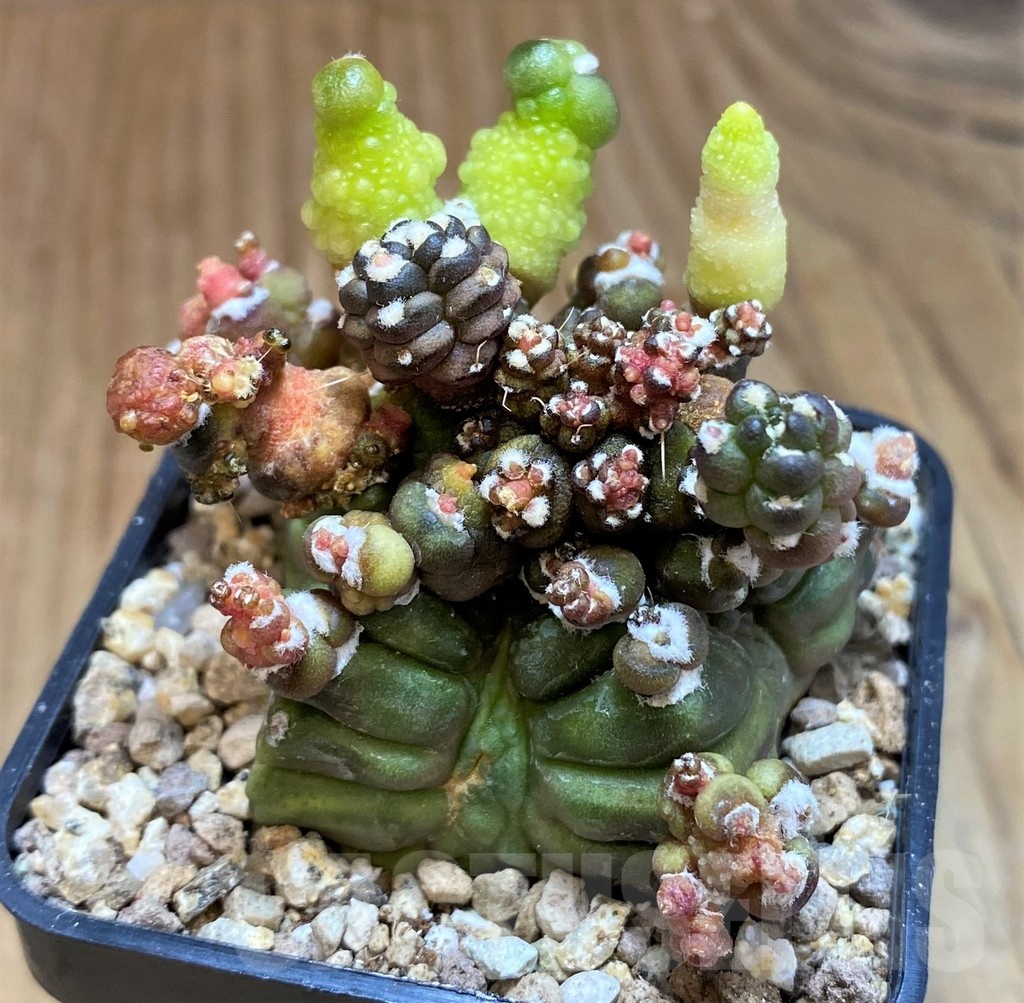 SH19328 Gymnocalycium mihanovichii ‘Transformer’