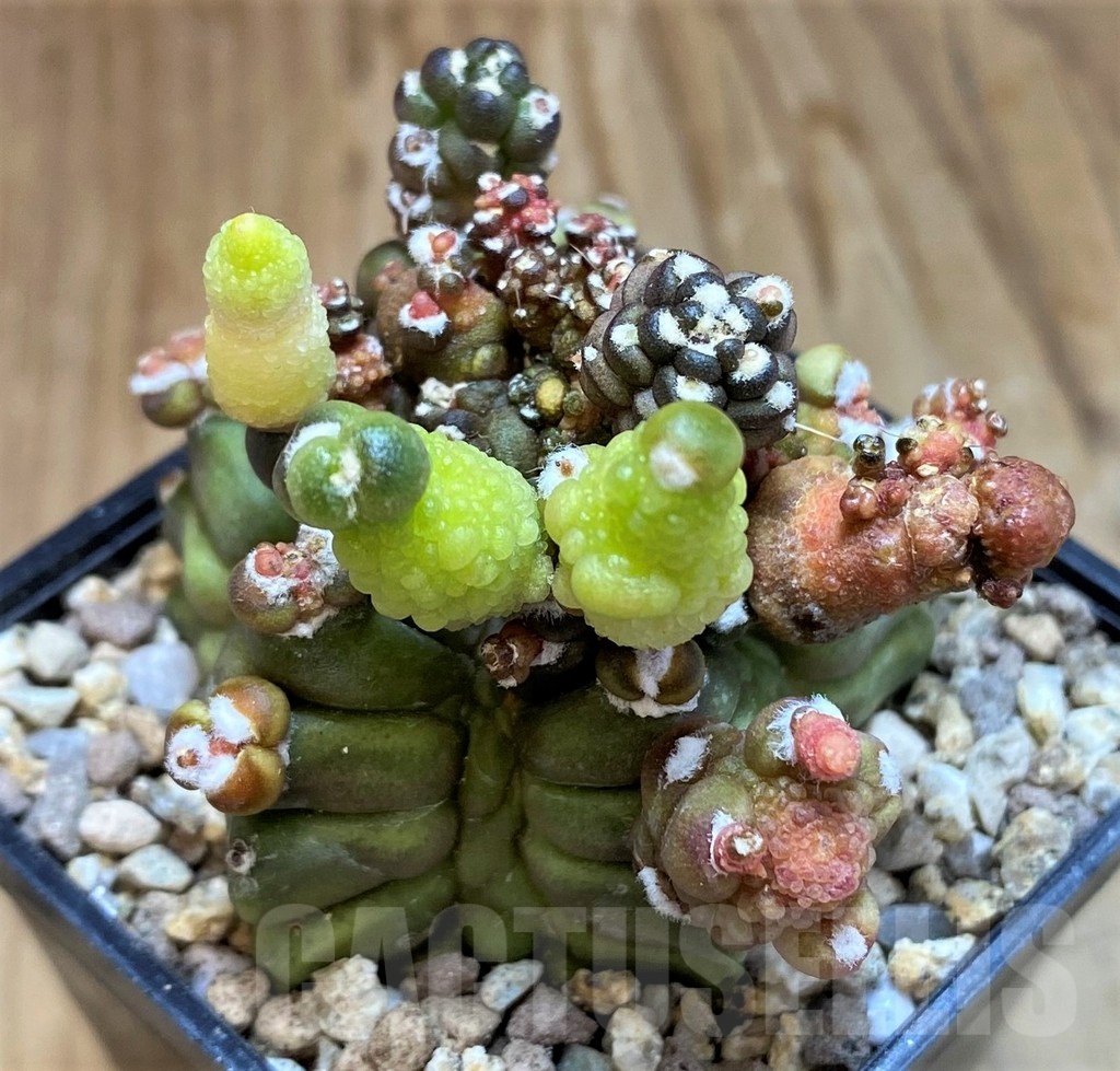 SH19328 Gymnocalycium mihanovichii ‘Transformer’ - Image 3