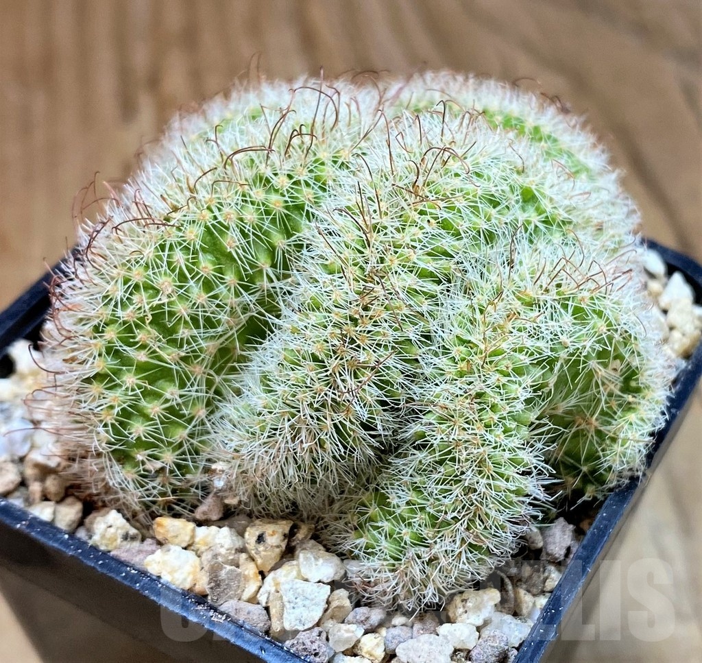 SH19301 Mammillaria spinosissima v. rubrispina f. cristata - immagine 3