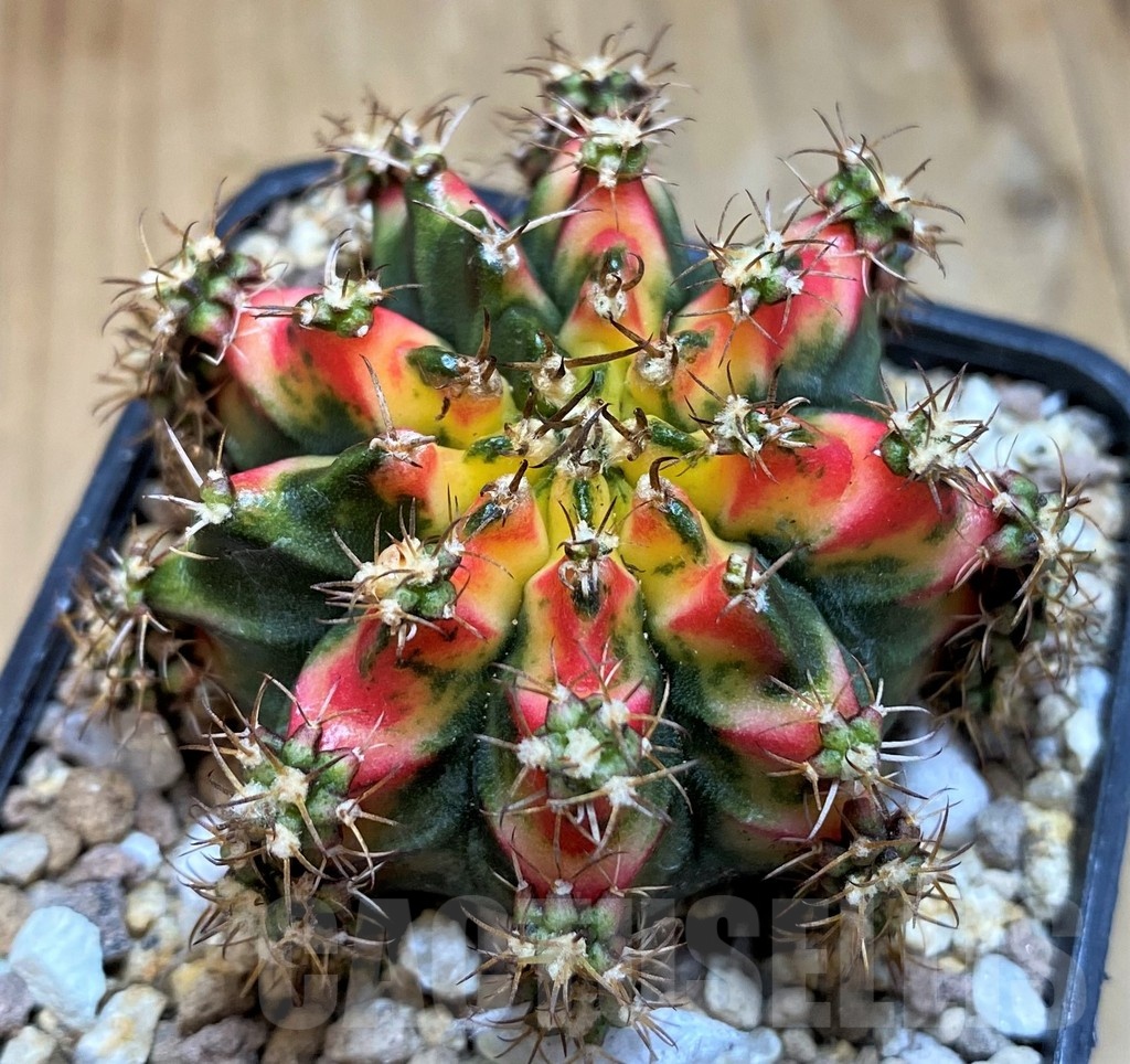SH19330 Gymnocalycium mihanovichii ‘Multicolor’ - Image 3