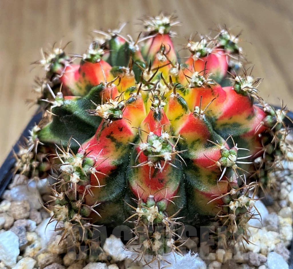 SH19330 Gymnocalycium mihanovichii ‘Multicolor’