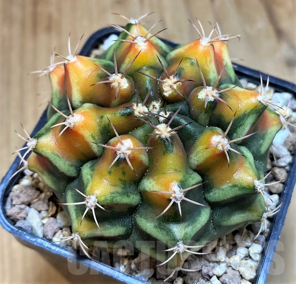 SH19331 Gymnocalycium mihanovichii 'Sargeant Sam'
