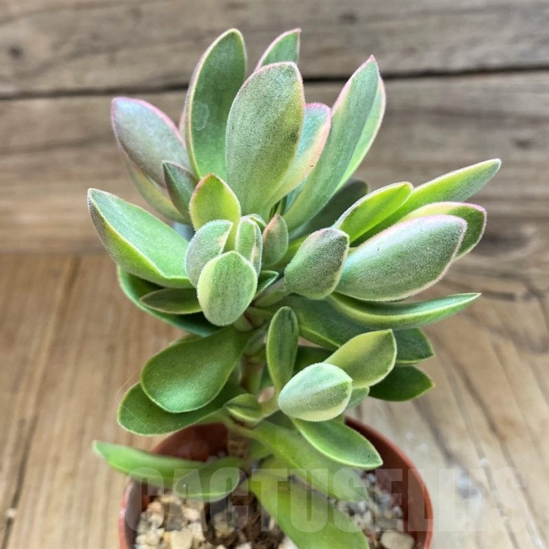 SH20762 Crassula 'Rusby' f. variegata