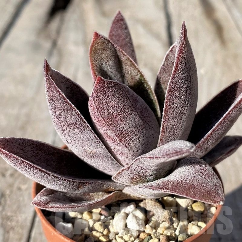 SH20763 Crassula ‘Garnet Lotus’