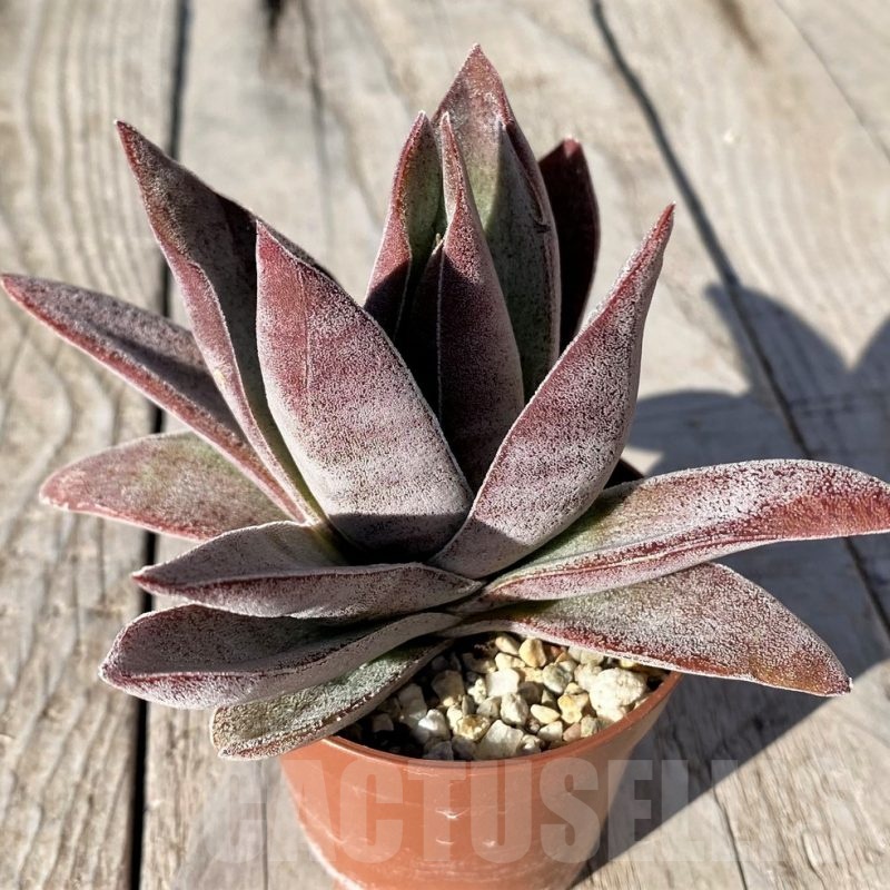 SH20765 Crassula ‘Garnet Lotus’