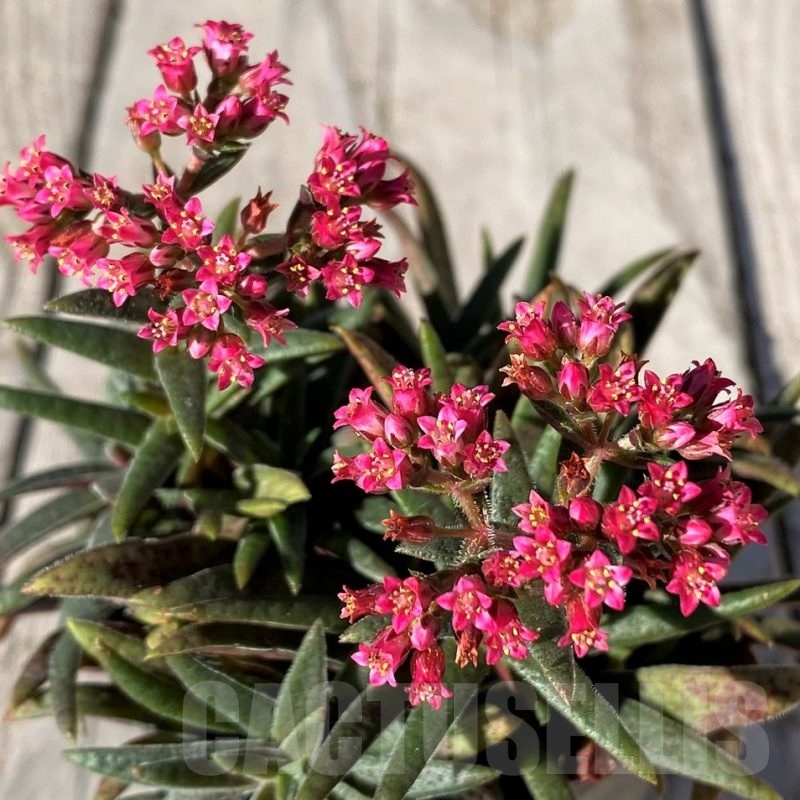 SH20766 Crassula rubicunda