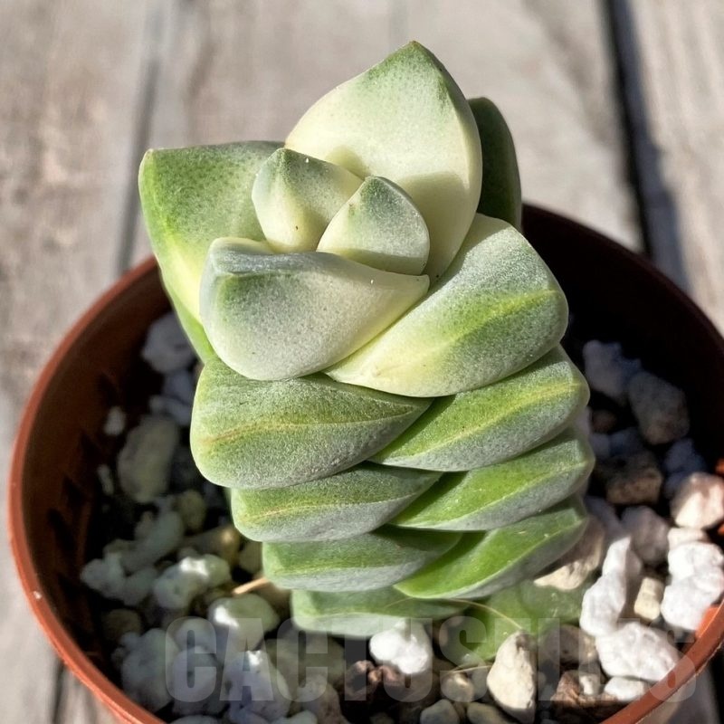 SH20767 Crassula 'Moonglow' f. variegata
