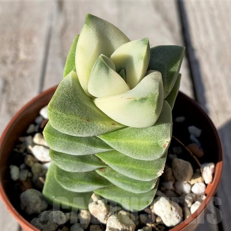 SH20768 Crassula 'Moonglow' f. variegata