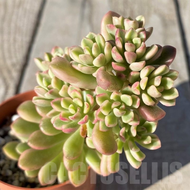 SH20769 Sedum 'Joyce Tulloch' f. variegata