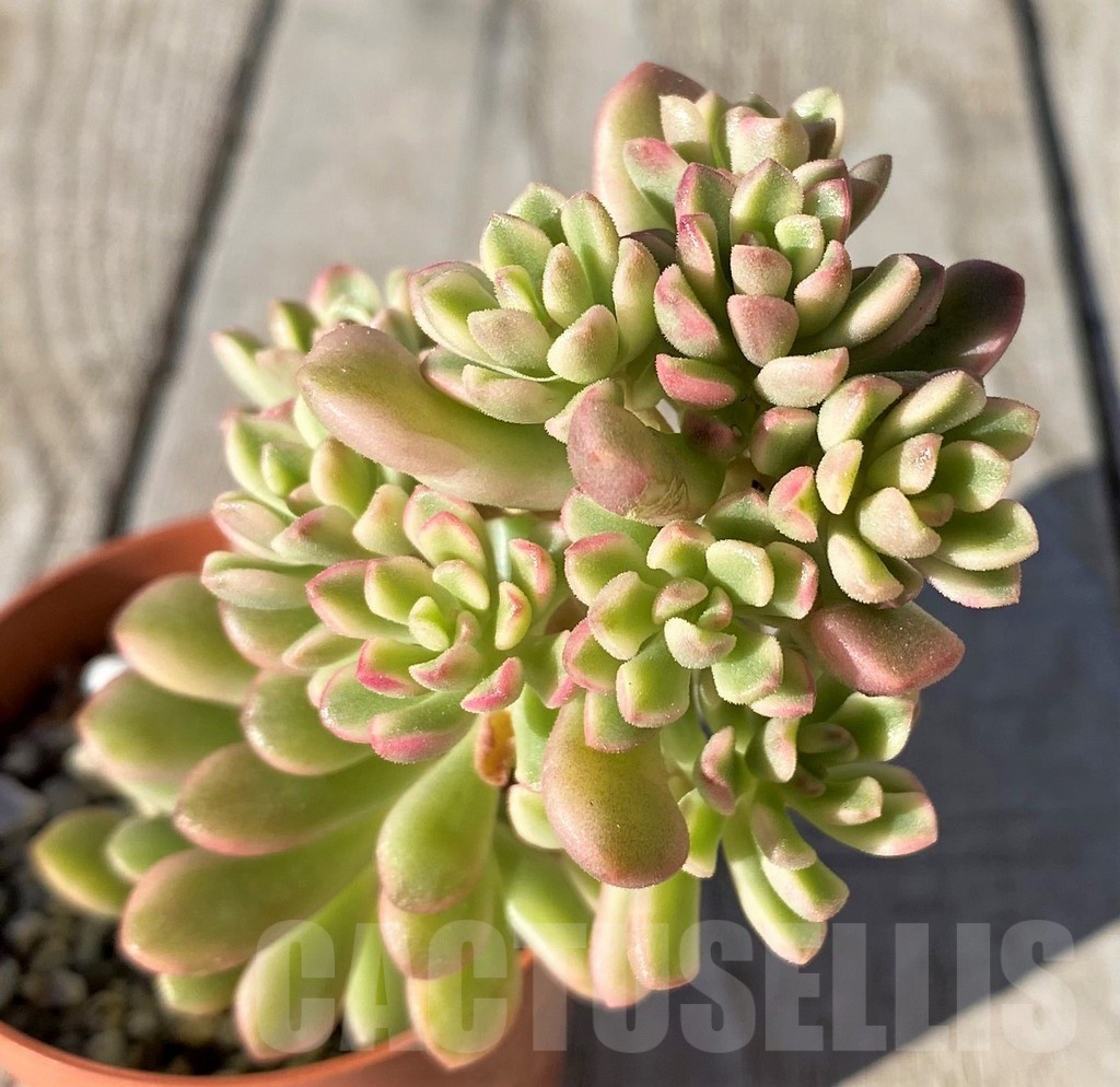 SH20769 Sedum 'Joyce Tulloch' f. variegata
