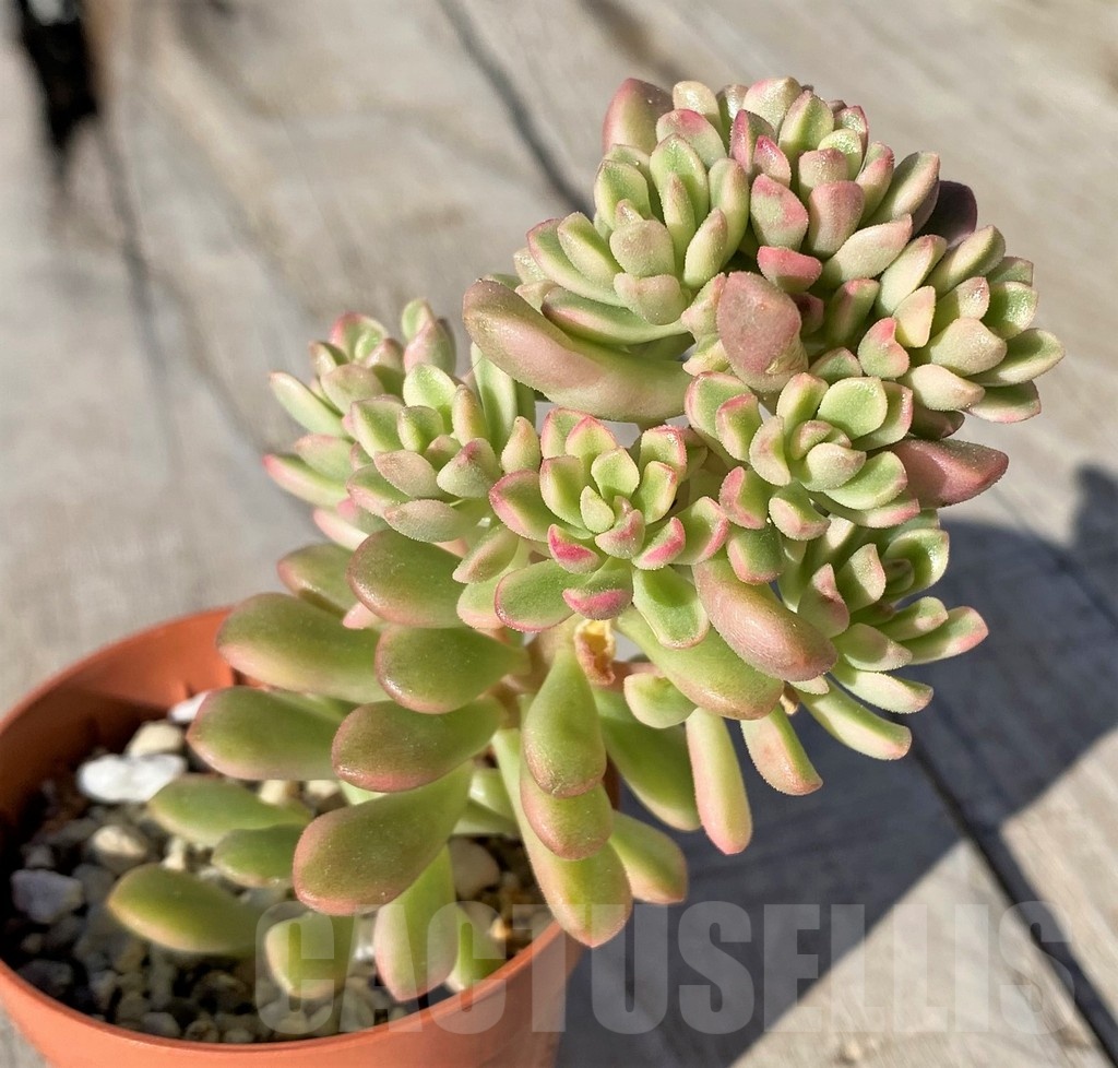 SH20769 Sedum 'Joyce Tulloch' f. variegata - Image 2