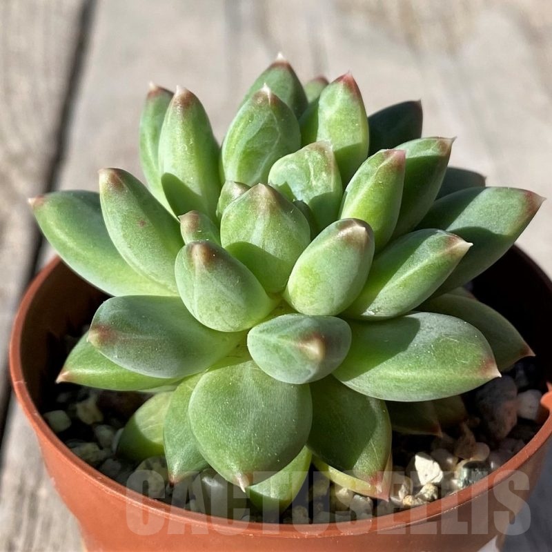 SH20770 Pachyphytum 'Chiseled Stones'