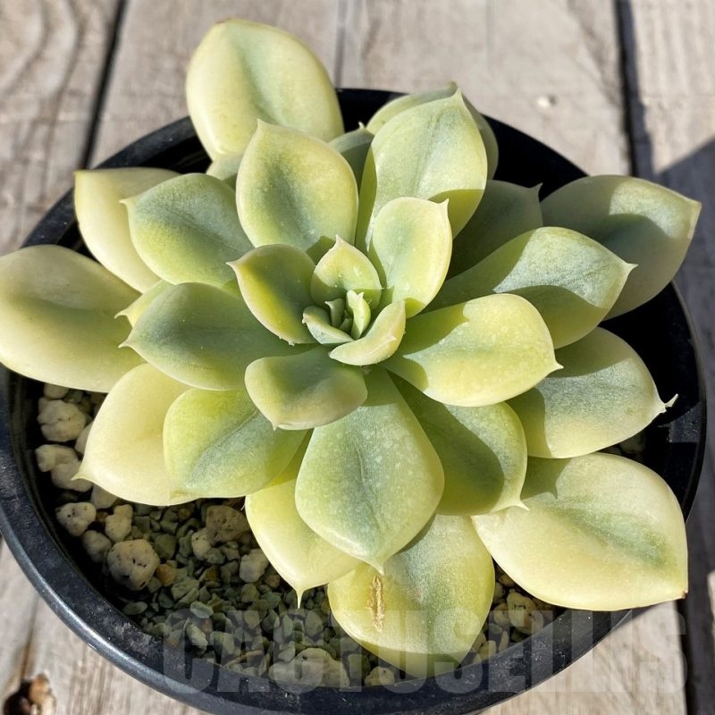 SH20771 Echeveria ‘Harry Watson’ f. variegata