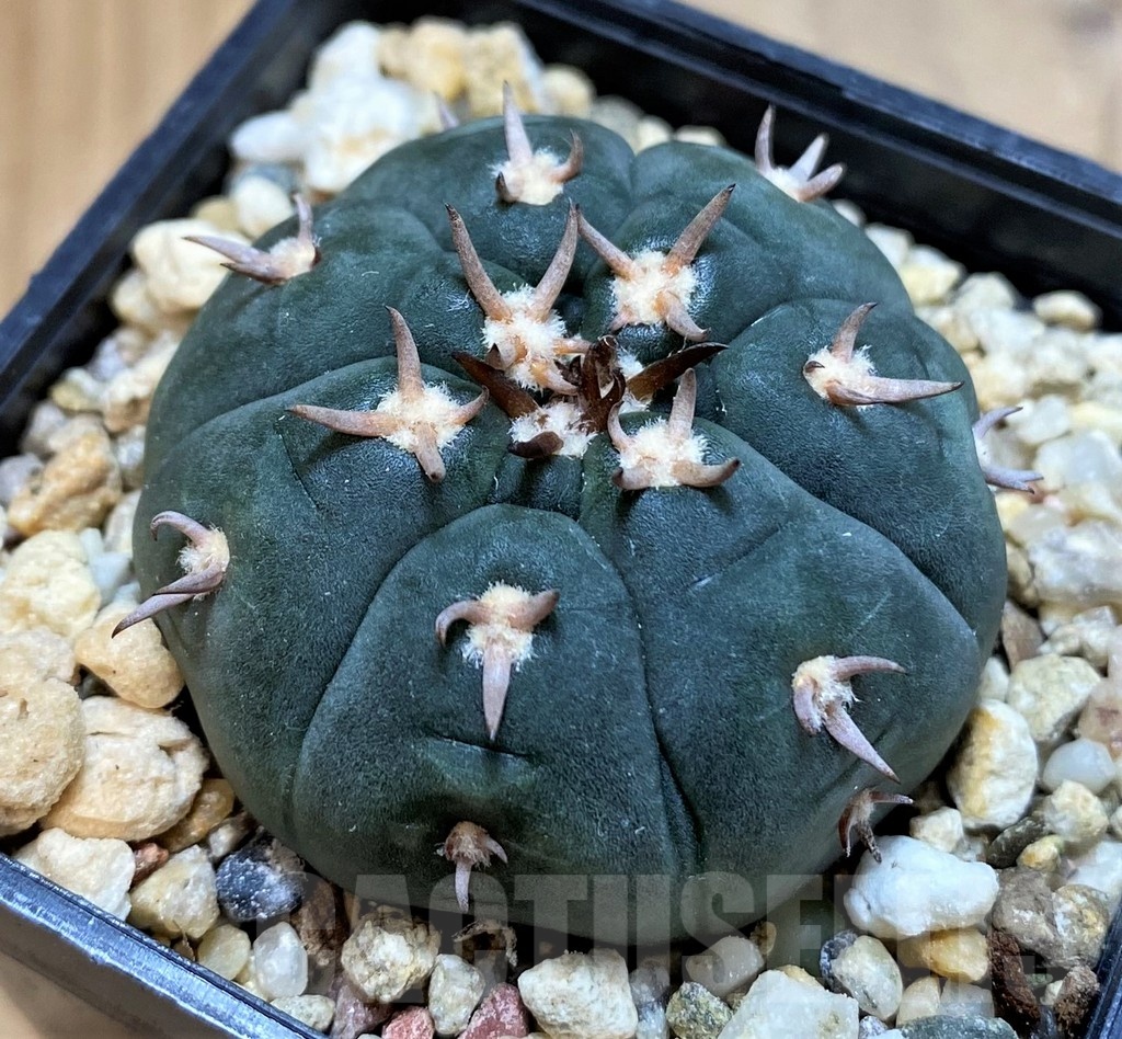 SH20732 Gymnocalycium unguispinum
